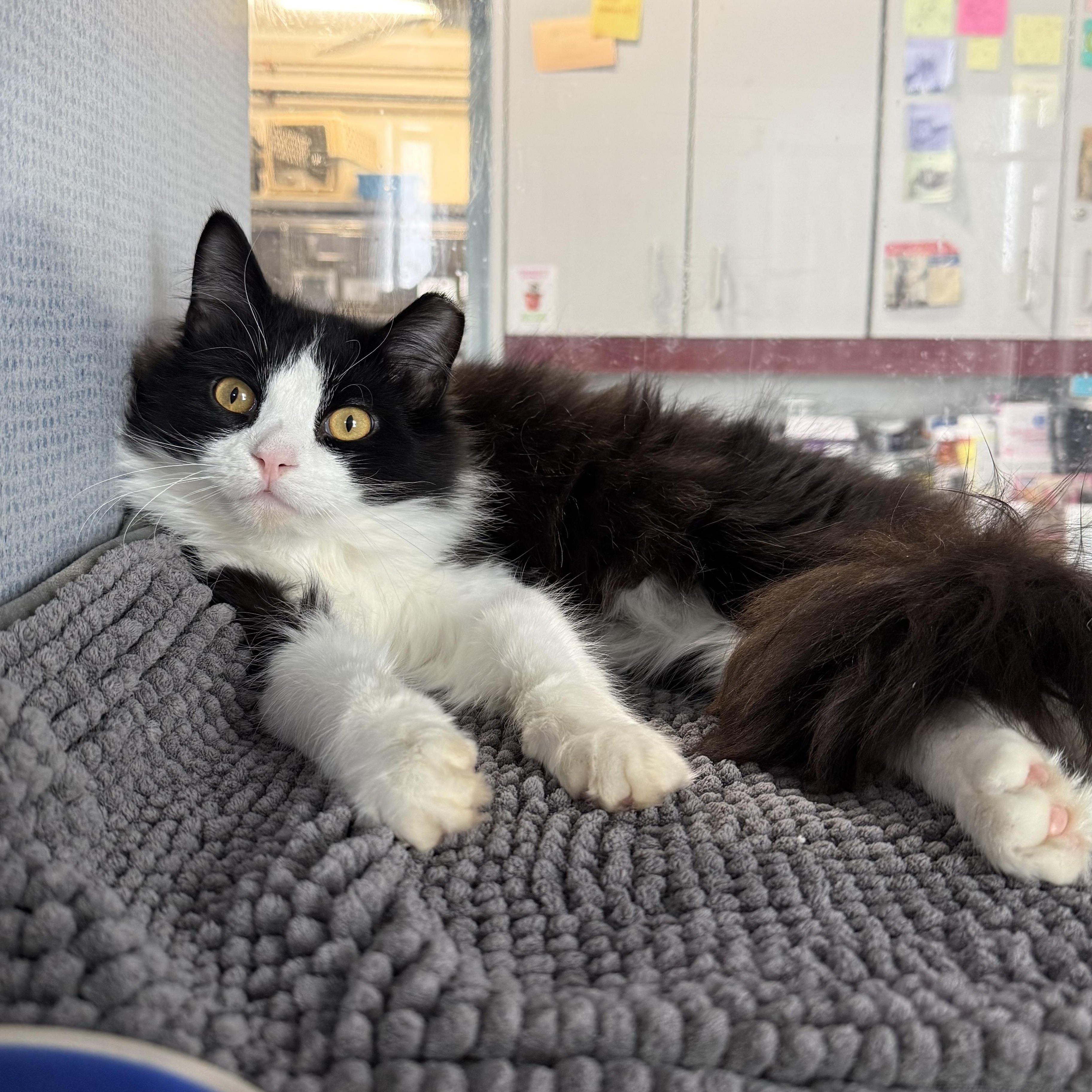 Enlarge Monty, an adopted mixed breed in West Milford, NJ image 2/2