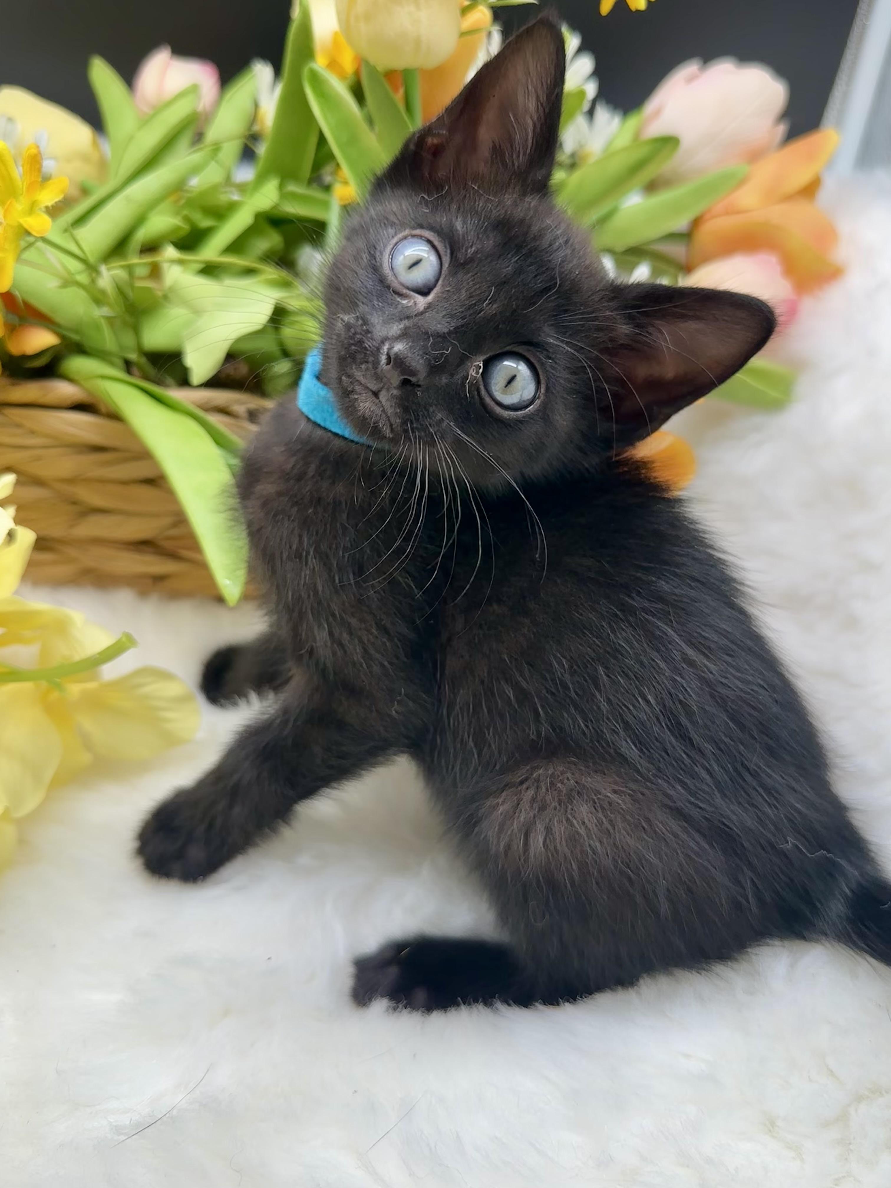 Ruko (Rarity), an adopted Domestic Medium Hair in HUNTINGTON BEACH, CA image 1/5