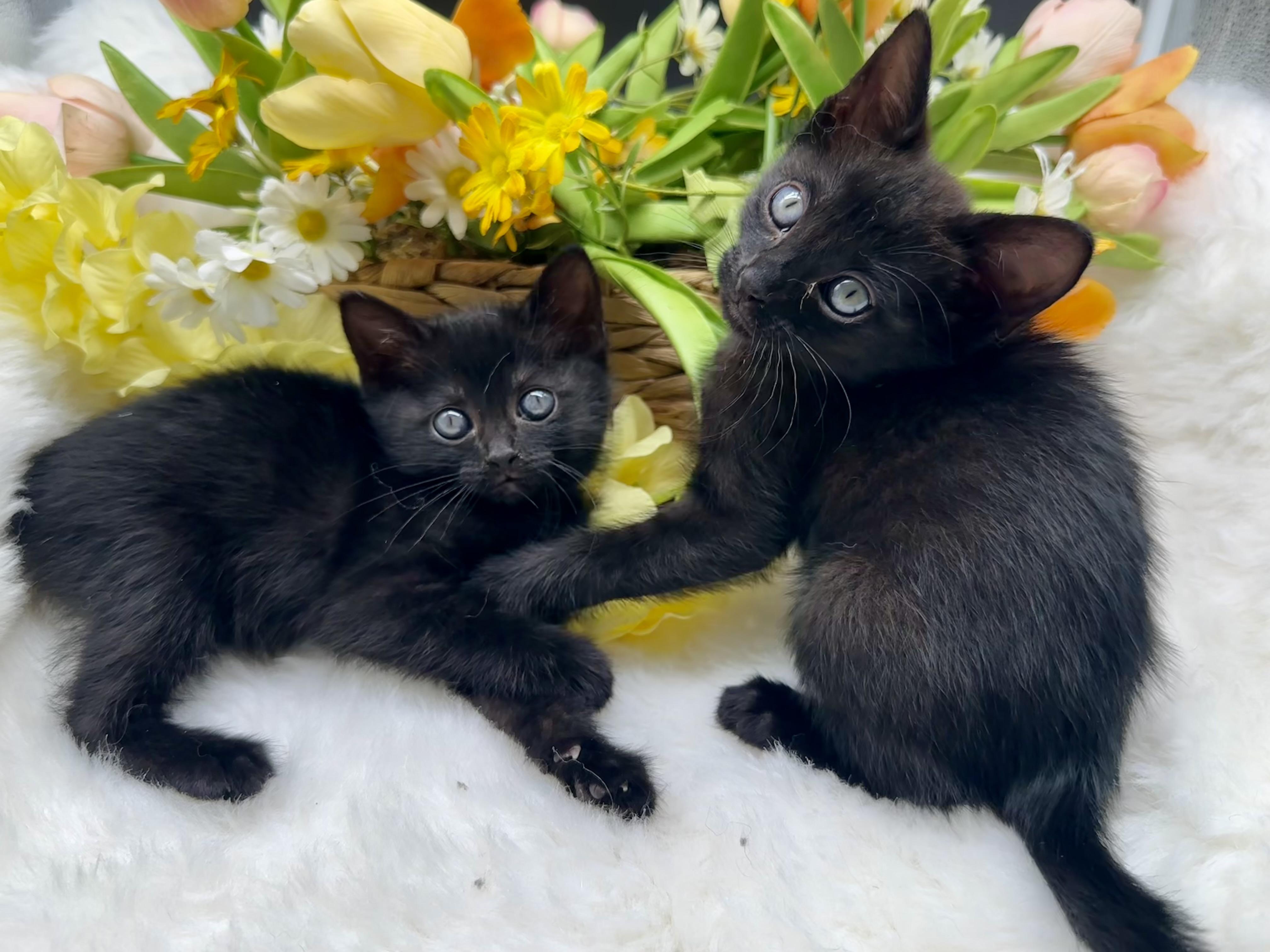 Ruko (Rarity), an adopted Domestic Medium Hair in HUNTINGTON BEACH, CA image 3/5