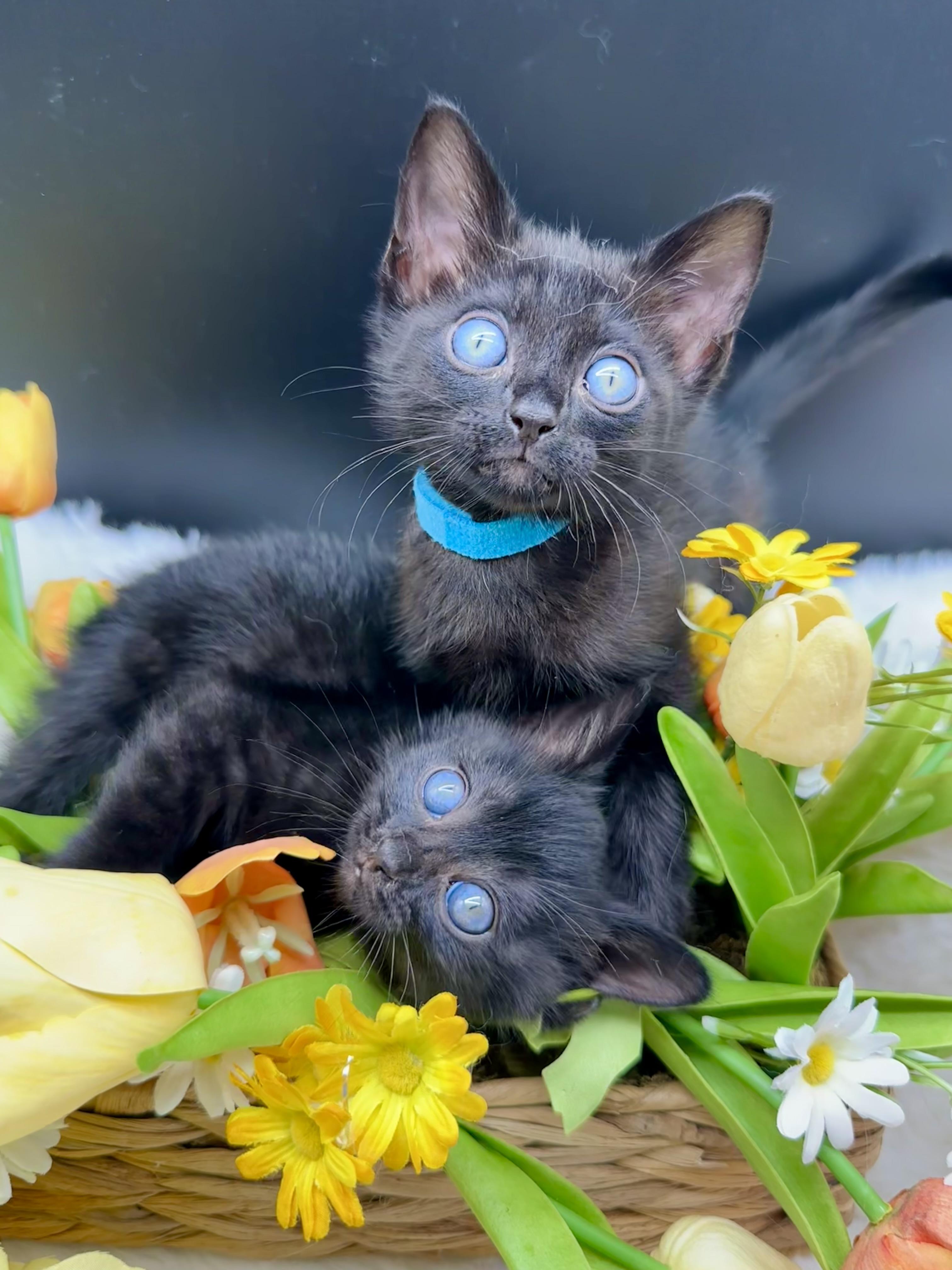 Ruko (Rarity), an adopted Domestic Medium Hair in HUNTINGTON BEACH, CA image 5/5