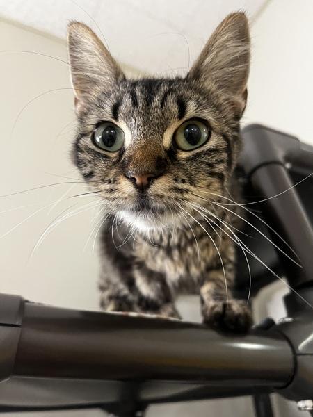 Enlarge Halsey, a Adoptable mixed breed in Santa Rosa, CA image 1/1