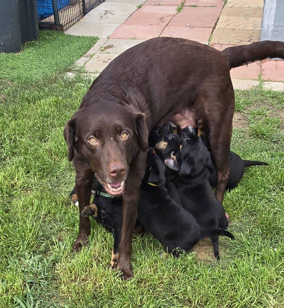 Charlebois / Mya, Adopted, Puppy Female Labrador Retriever.