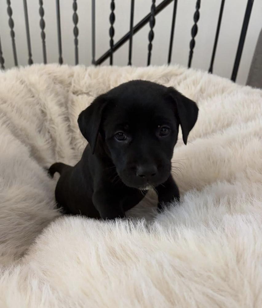 Enlarge Charlebois / Mya, a Adopted mixed breed in Broomfield, CO image 3/4