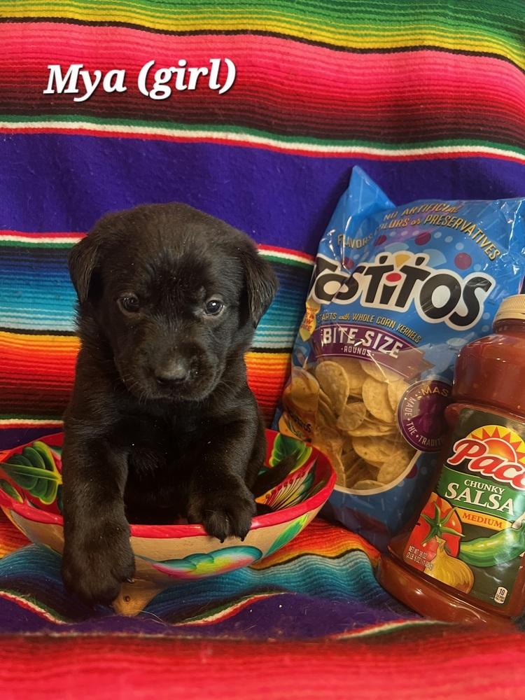 Enlarge Charlebois / Mya, a Adopted mixed breed in Broomfield, CO image 4/4