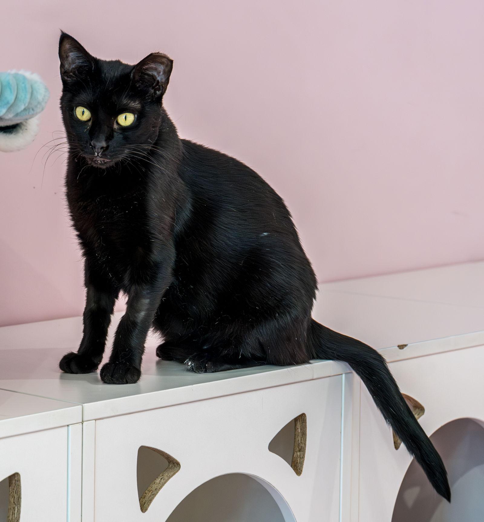 Stella Luna thumbnail 2