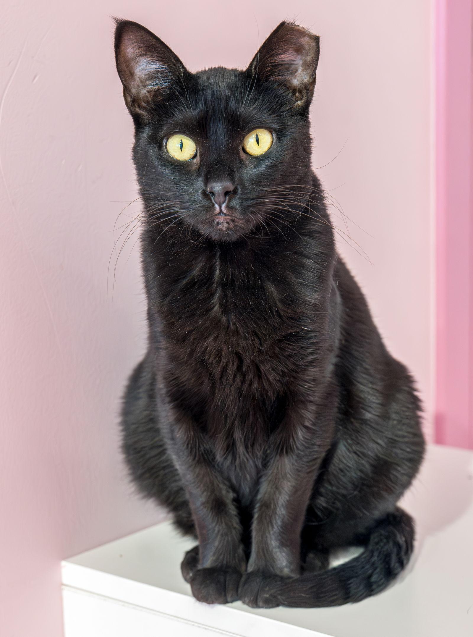 Stella Luna thumbnail 3