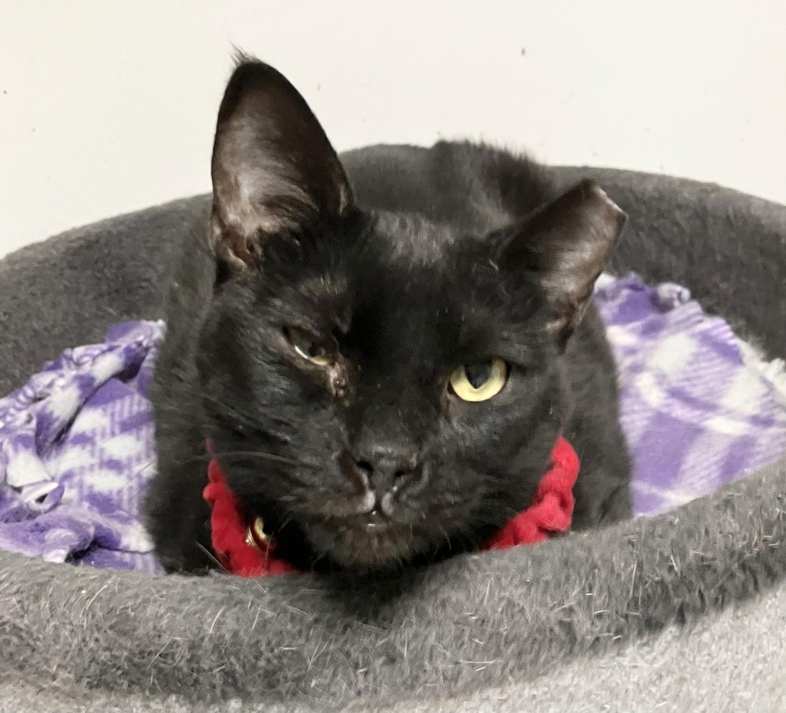 Stella Luna thumbnail 4