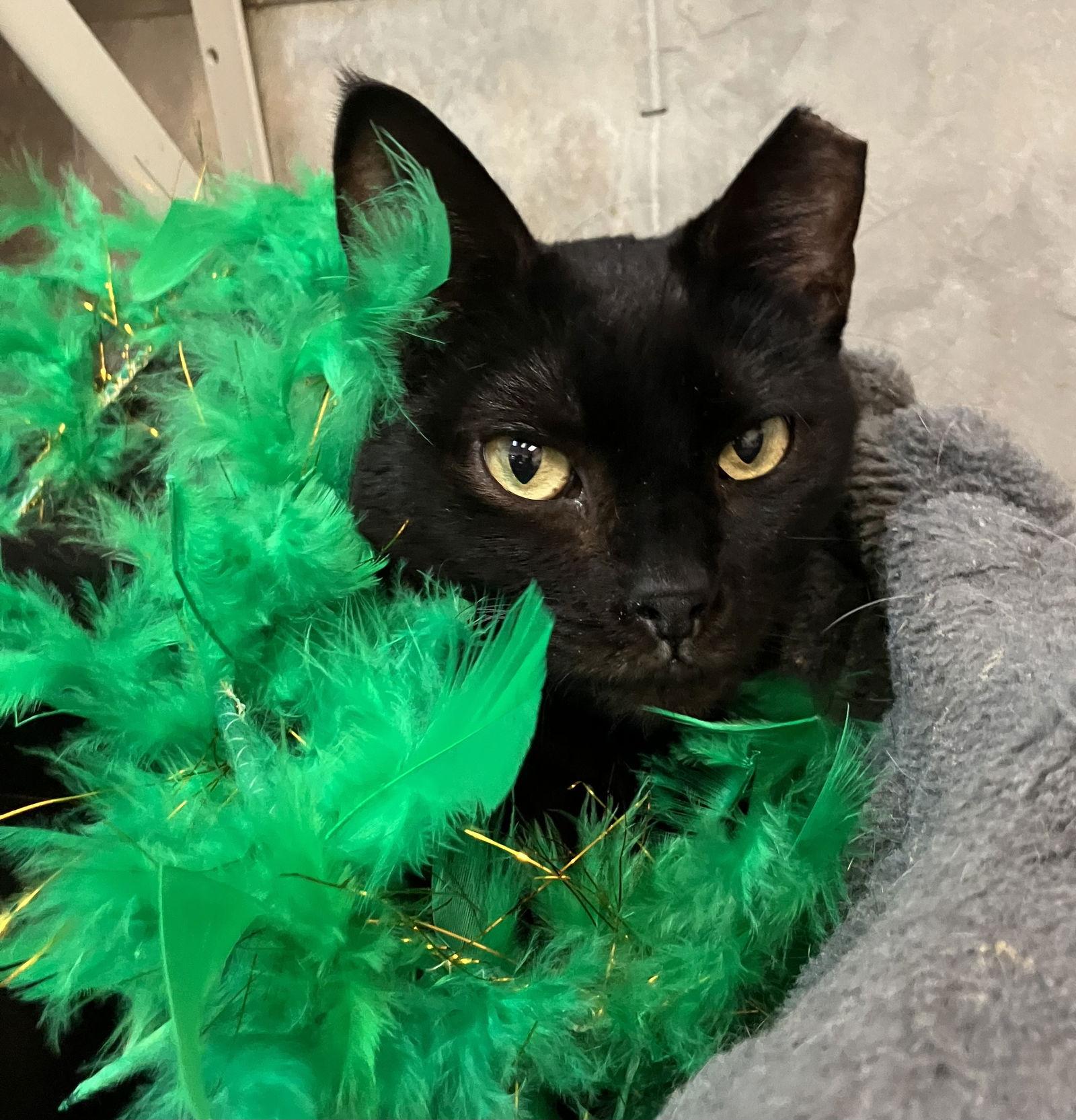 Stella Luna — thumbnail 2