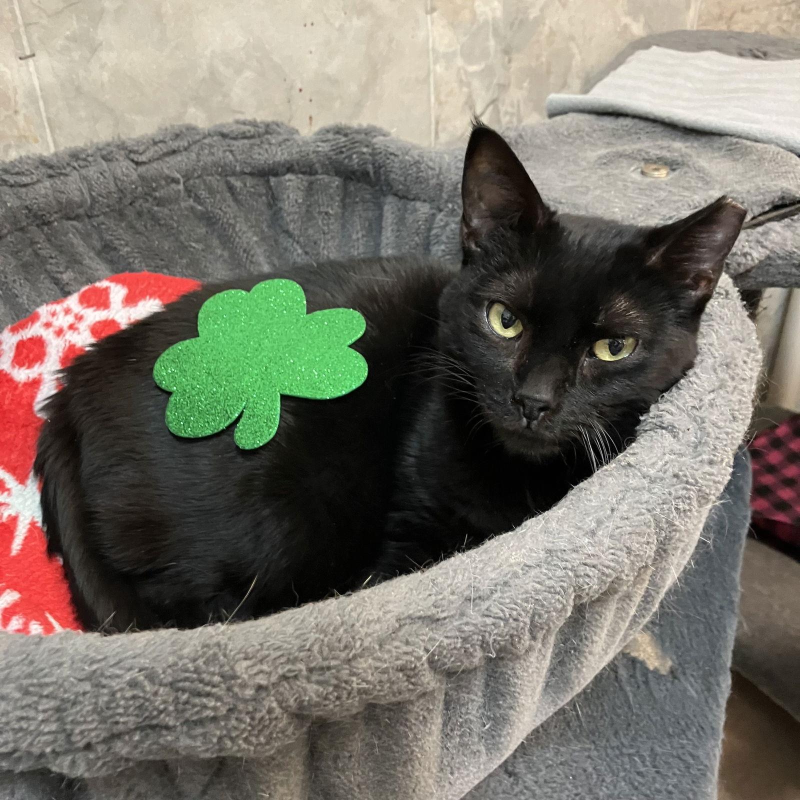 Stella Luna — thumbnail 3