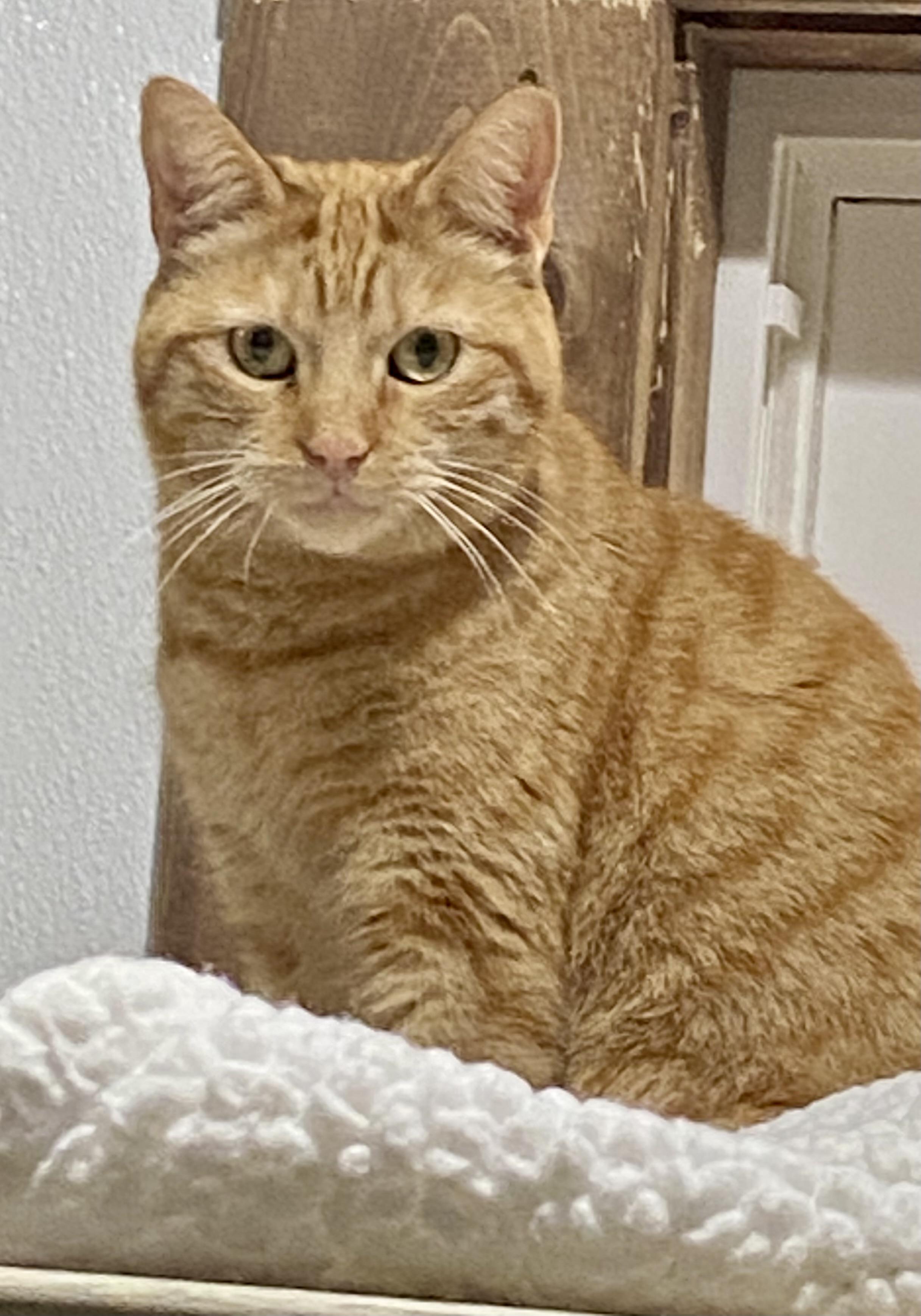 Enlarge Morris, a Adoptable Tabby in Fredericksburg, OH image 2/2