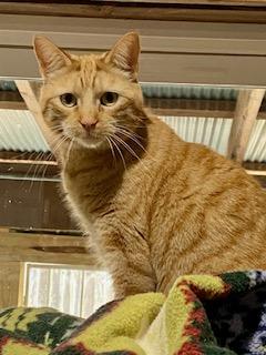 Enlarge Morris, a Adoptable Tabby in Fredericksburg, OH image 1/4