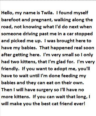 Enlarge Morris, a Adoptable Tabby in Fredericksburg, OH image 2/4