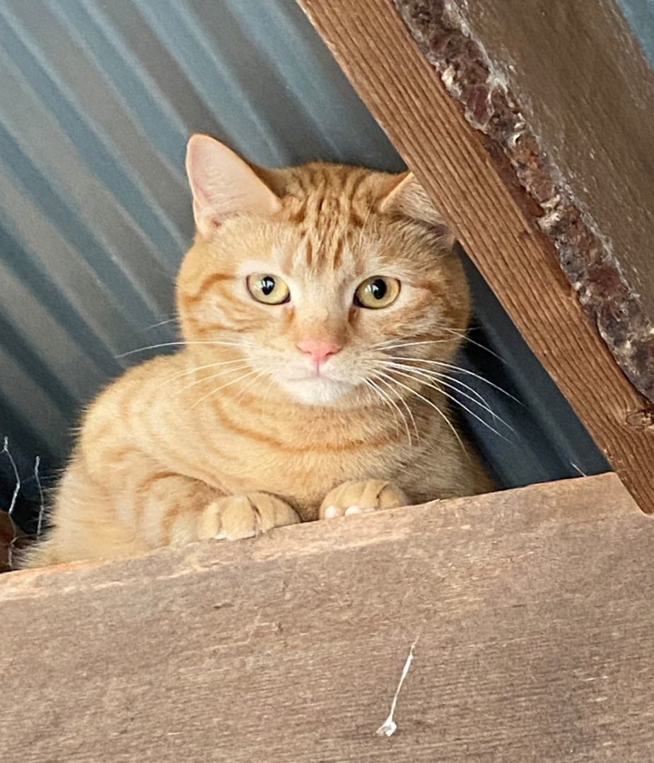 Enlarge Morris, a Adoptable Tabby in Fredericksburg, OH image 1/1