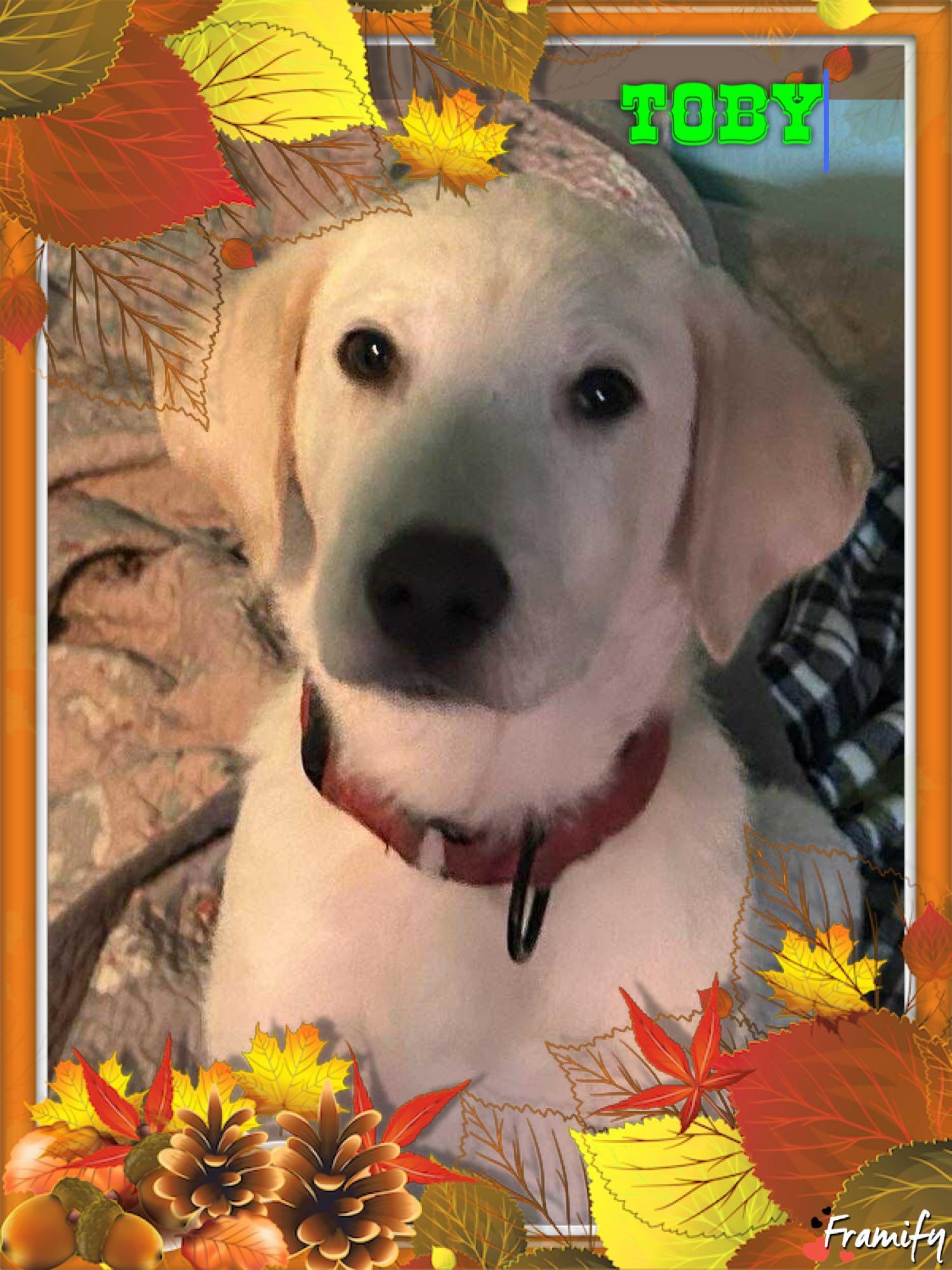 Toby, adopted, Puppy Male Labrador Retriever.