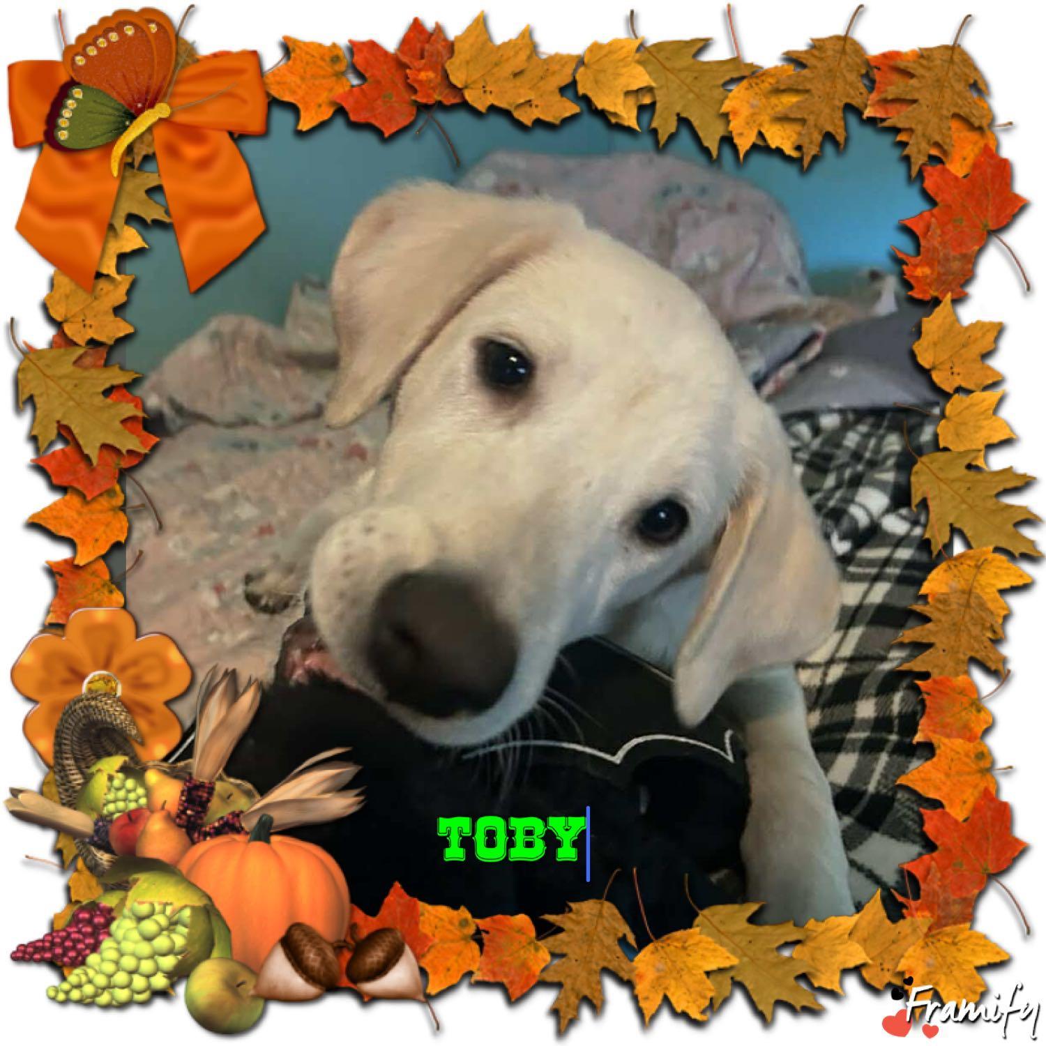 Enlarge Toby, an adopted Labrador Retriever in San Antonio, TX image 2/2