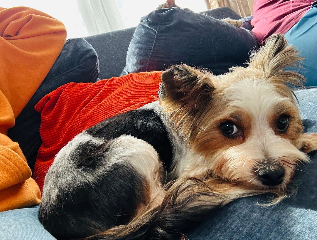 Enlarge Rose, a Adopted mixed breed in Winston-Salem, NC image 5/6