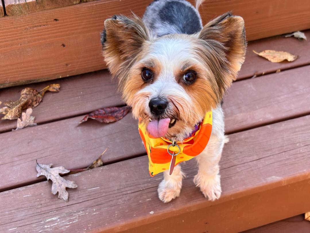 Rose, Adopted, Adult Female Yorkshire Terrier.