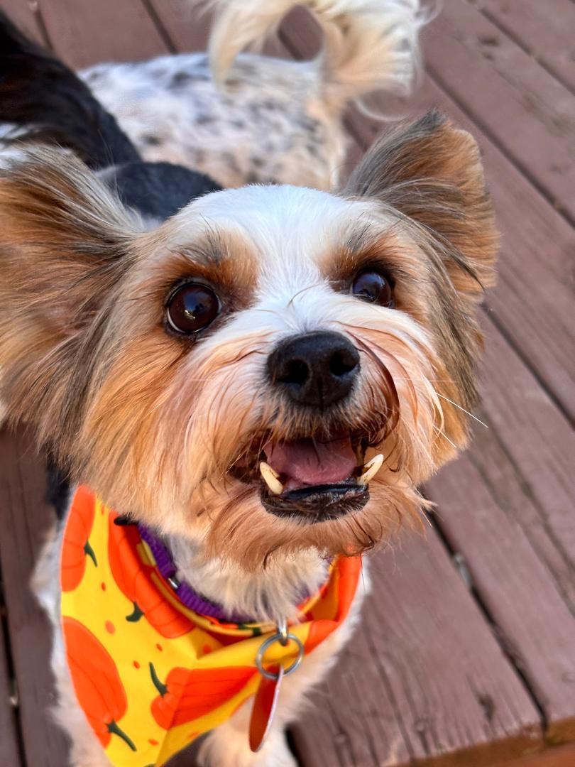 Enlarge Rose, a Adopted mixed breed in Winston-Salem, NC image 2/6