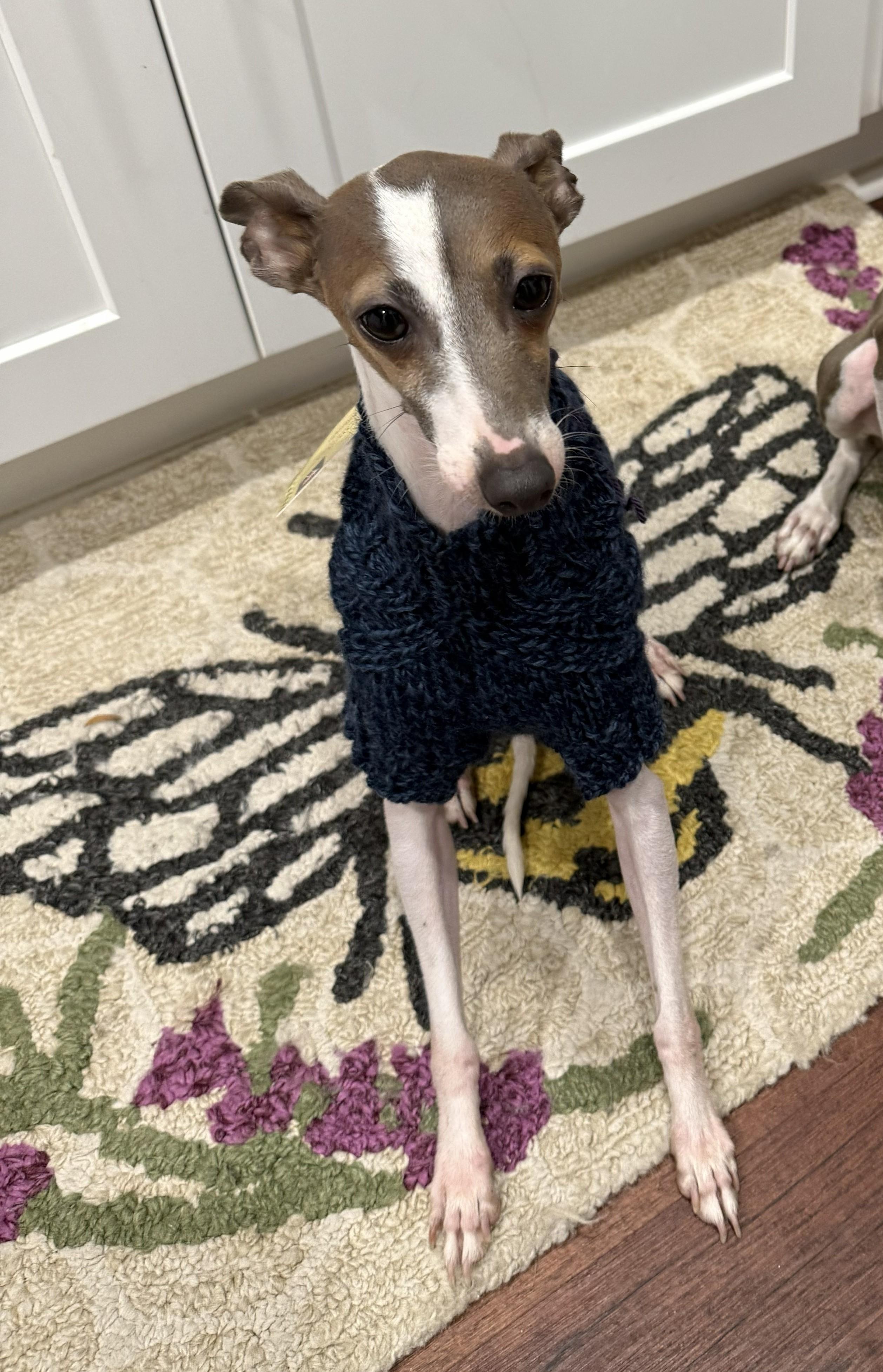 Bentley, Adopted, Young Male Italian Greyhound.