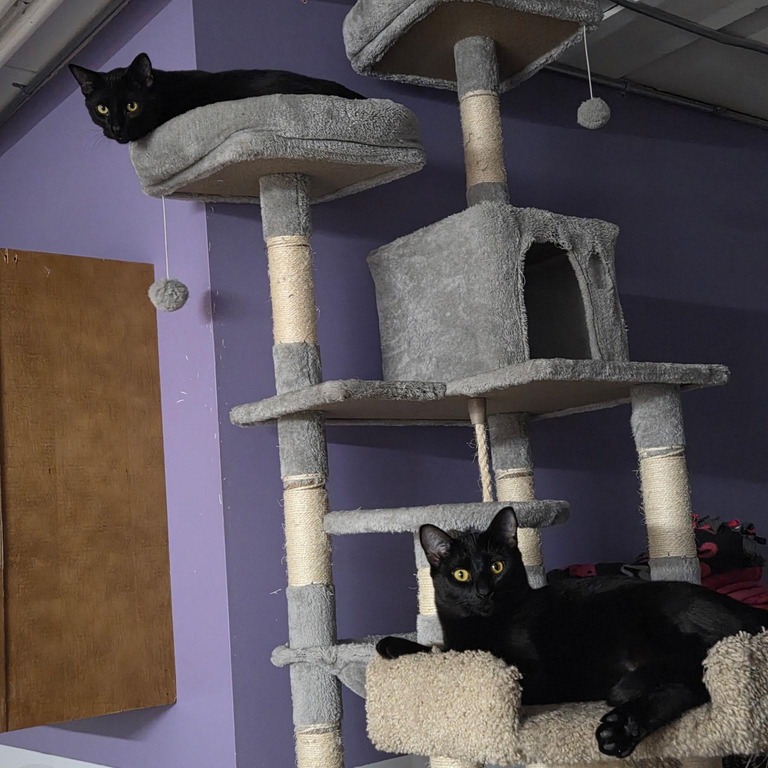 Enlarge Rhea (and Humphrey), a Adoptable mixed breed in New Brighton, MN image 6/6