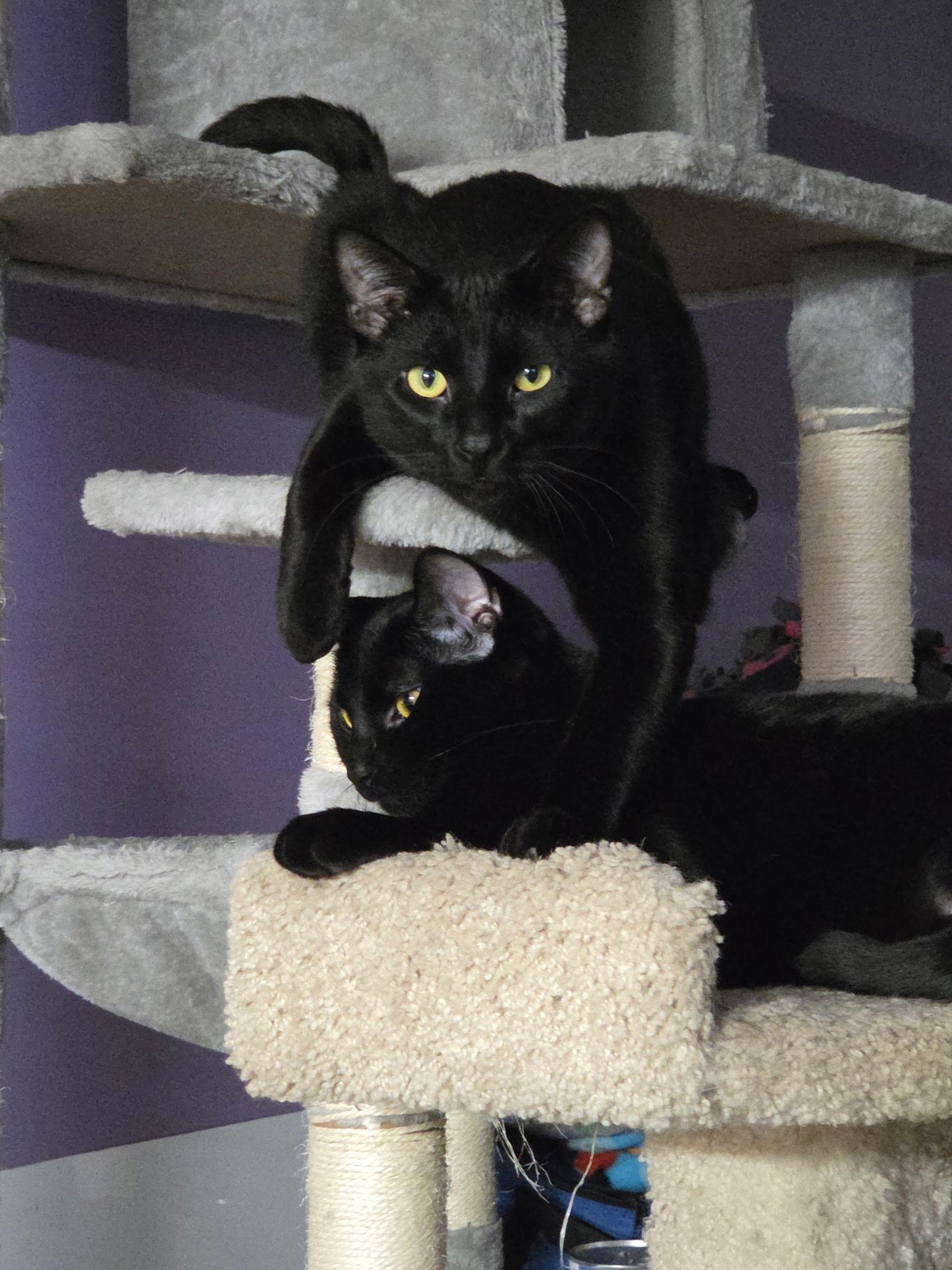 Enlarge Rhea (and Humphrey), a Adoptable mixed breed in New Brighton, MN image 3/6