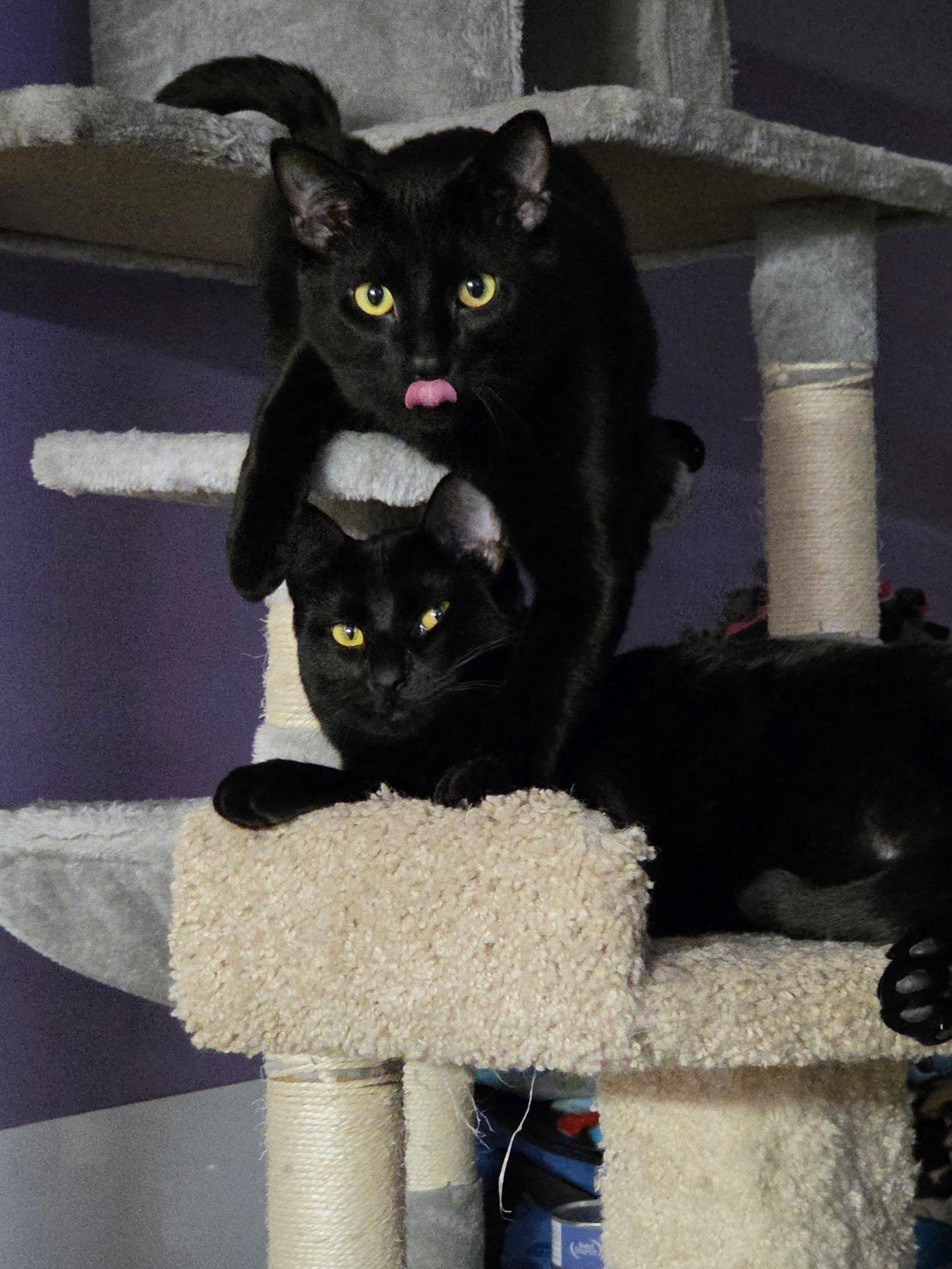 Rhea (and Humphrey), Adoptable, Young Female Domestic Short Hair.