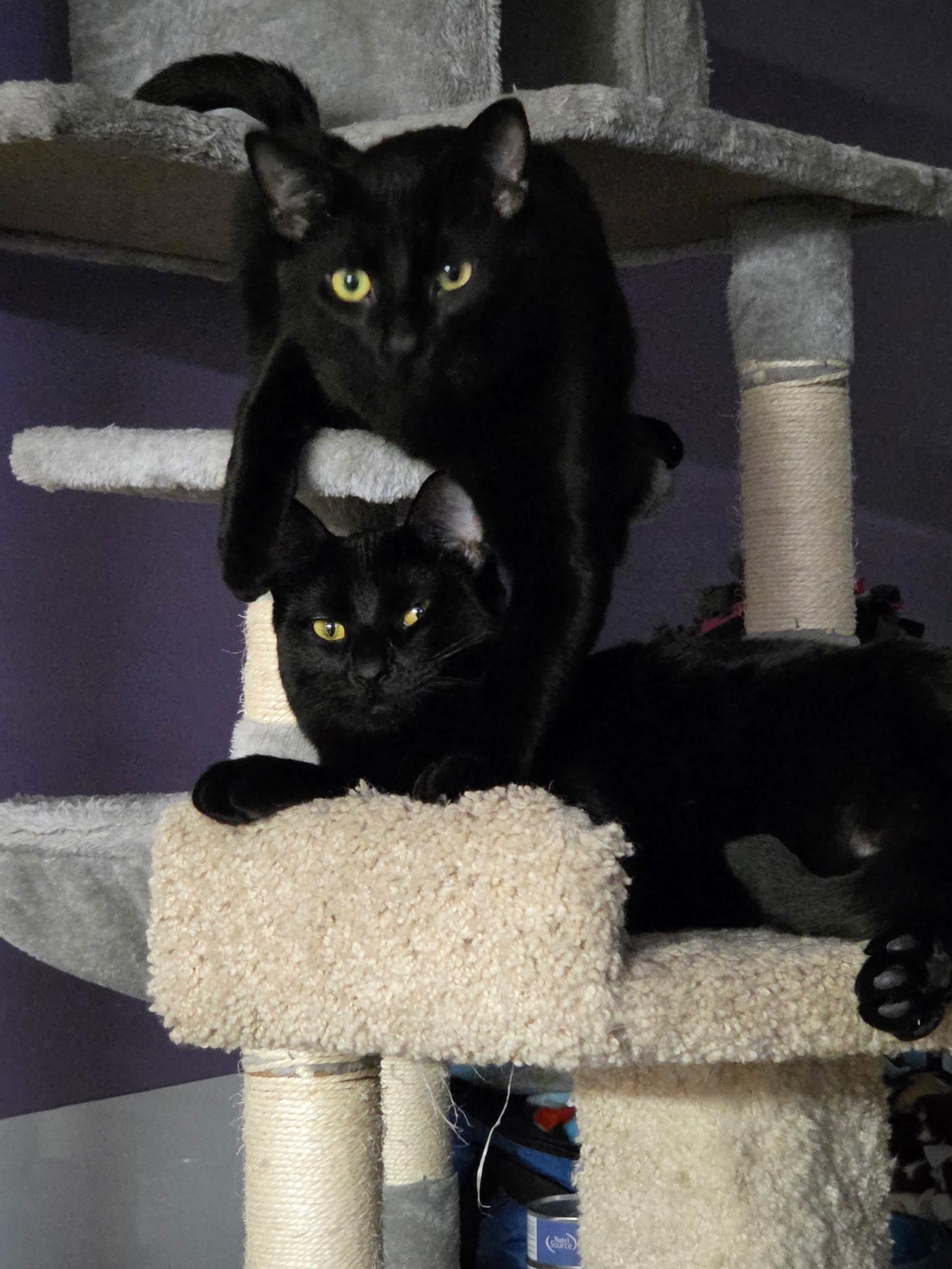 Enlarge Rhea (and Humphrey), a Adoptable mixed breed in New Brighton, MN image 4/6