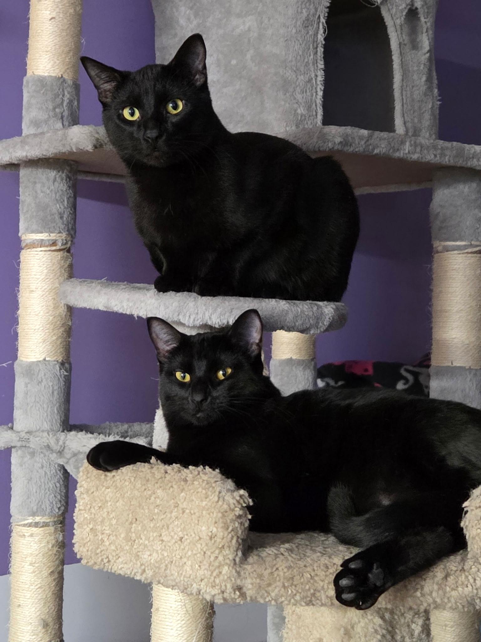 Enlarge Rhea (and Humphrey), a Adoptable mixed breed in New Brighton, MN image 2/6