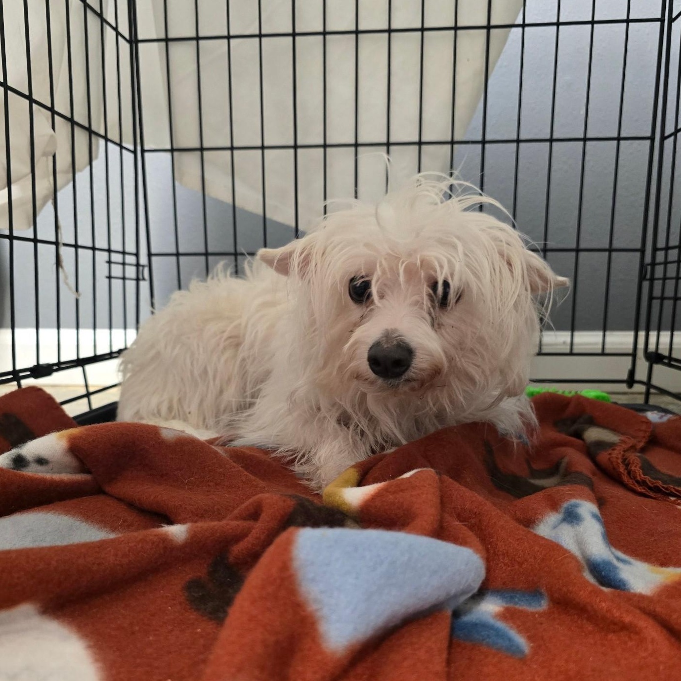 Caesar, adopted, Adult Female Mixed Breed.