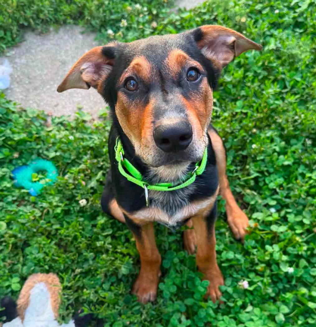 Ronnie (AO36880), an adopted mixed breed in Kansas City, KS image 2/6