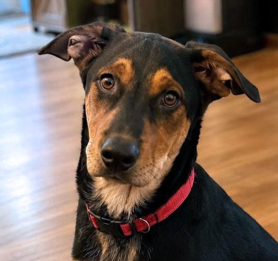 Ronnie (AO36880), an adopted mixed breed in Kansas City, KS image 1/6
