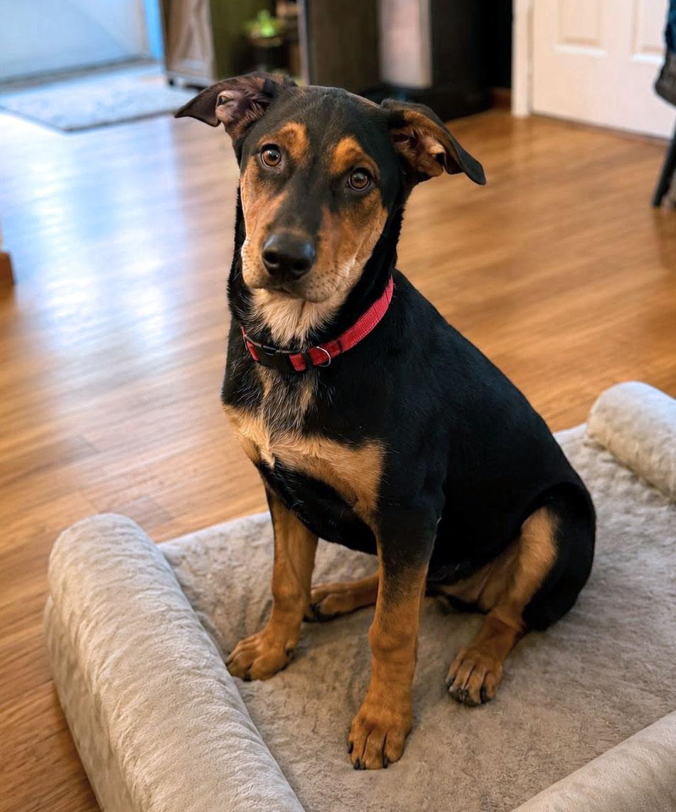 Ronnie (AO36880), an adopted mixed breed in Kansas City, KS image 4/6