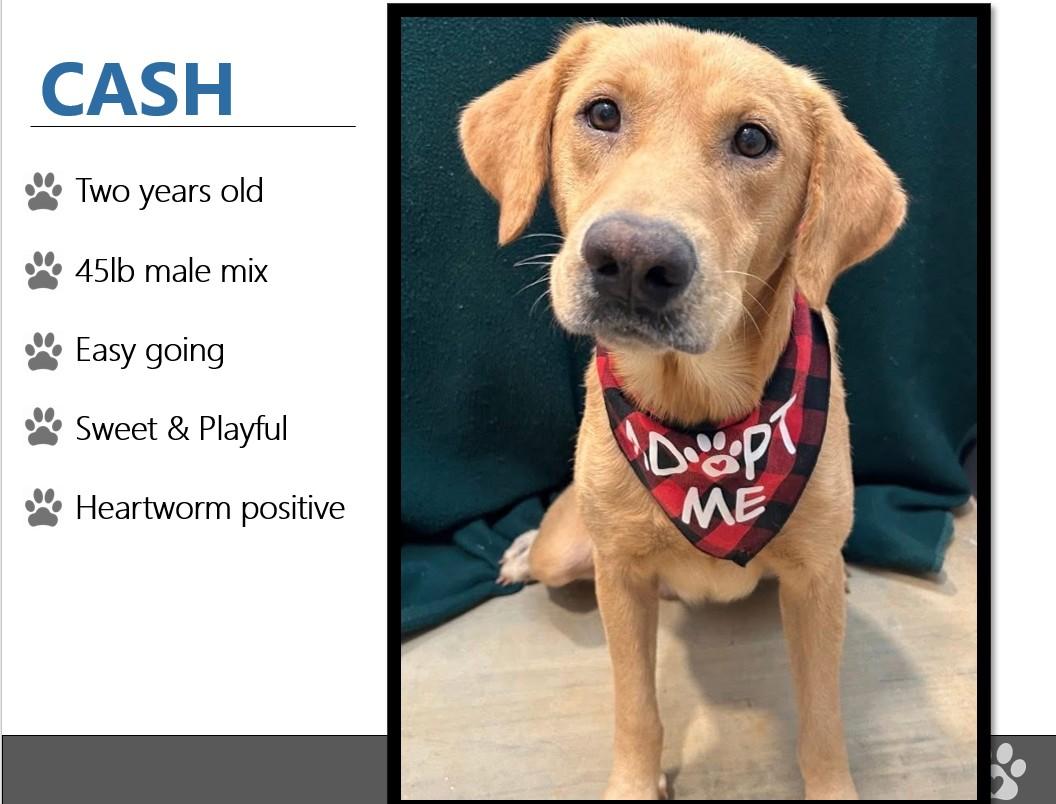 Foster CASH!
