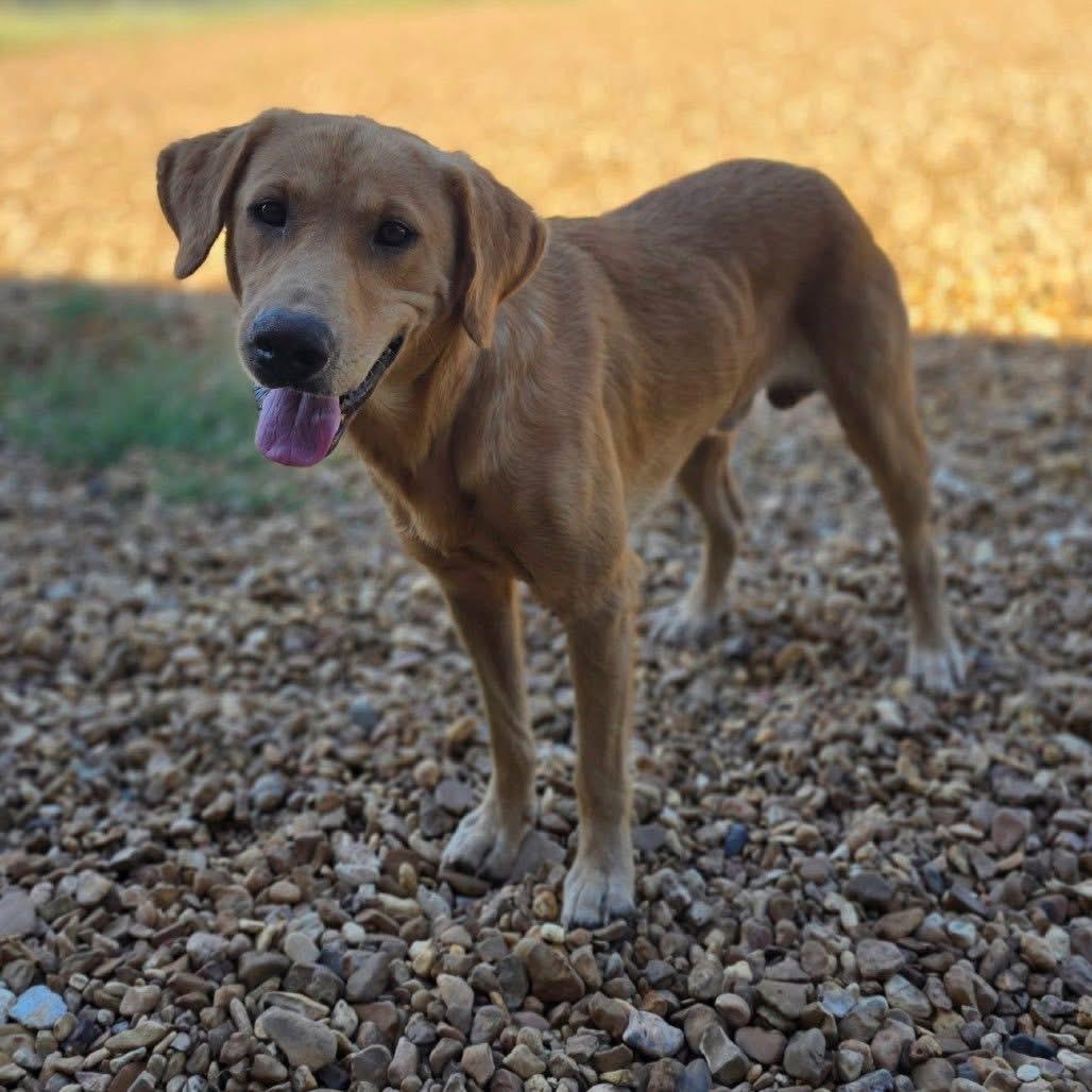 Foster CASH!