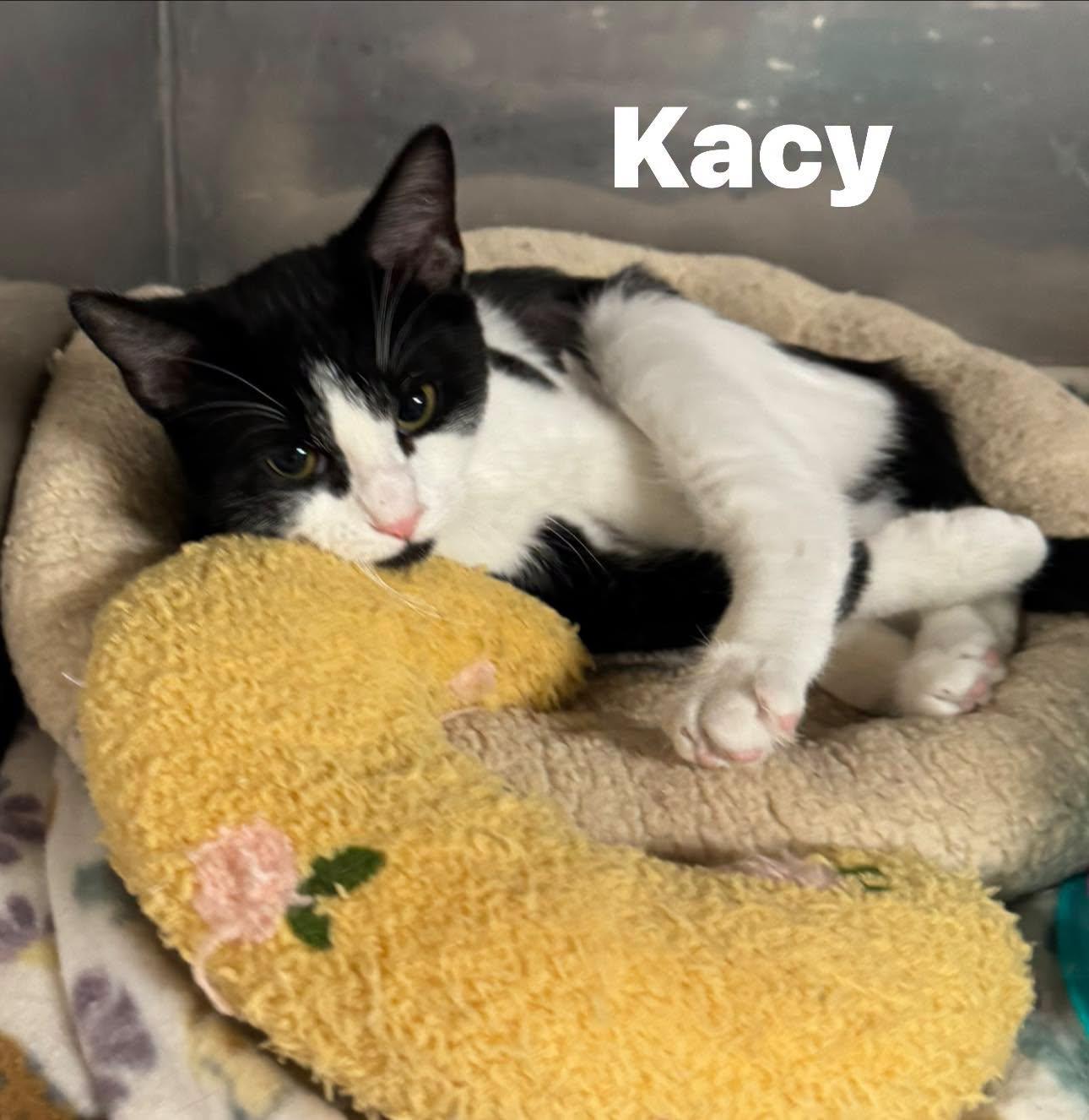 Enlarge Kacy, a Adoptable Domestic Short Hair in Ludington, MI image 2/2