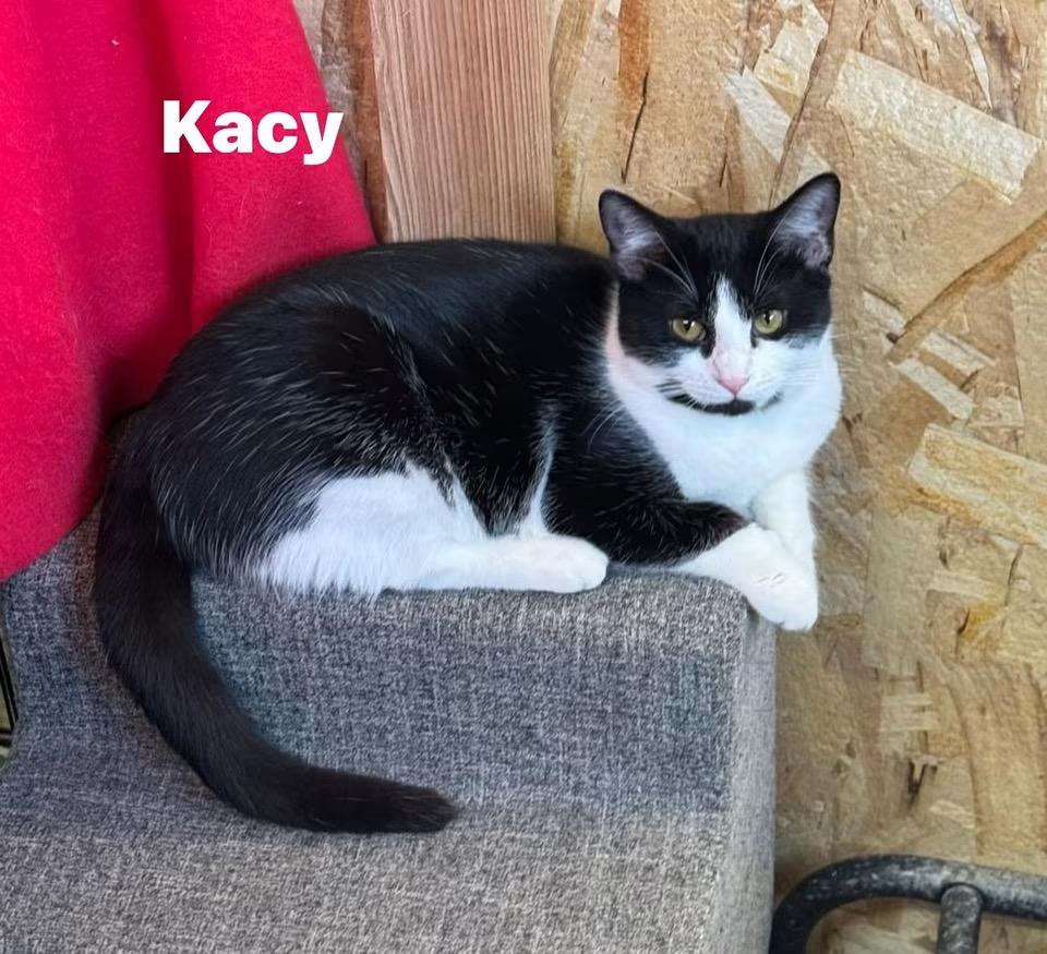 Enlarge Kacy, a Adoptable Domestic Short Hair in Ludington, MI image 1/2