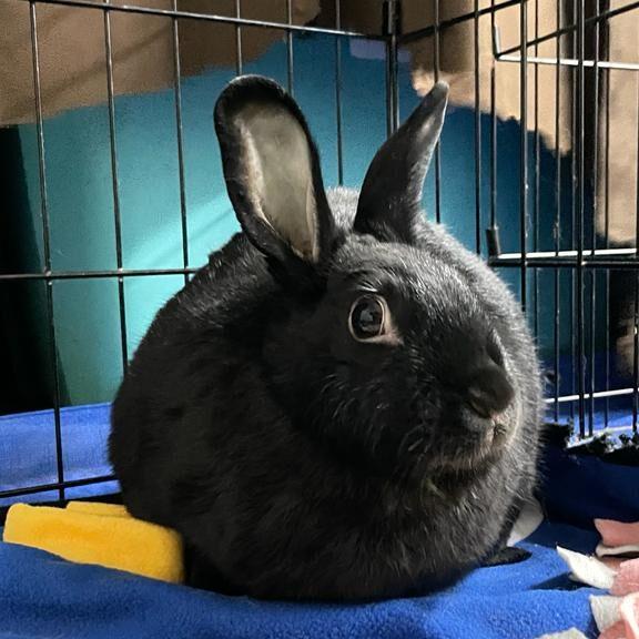 Enlarge Navech, a Adoptable Bunny Rabbit in LAS VEGAS, NV image 1/1