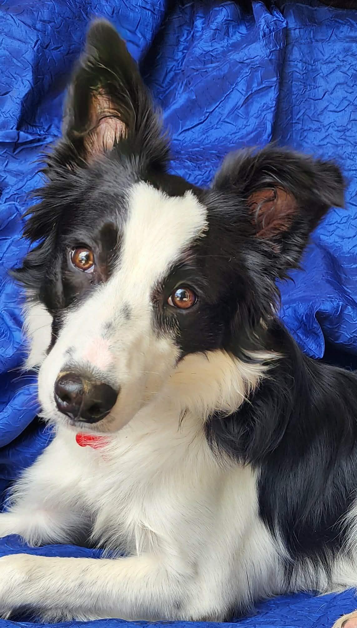 Enlarge Willow Spring, a Adopted Border Collie in Cuba, NY image 1/2