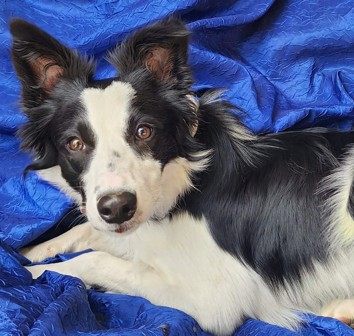 Enlarge Willow Spring, a Adopted Border Collie in Cuba, NY image 2/2