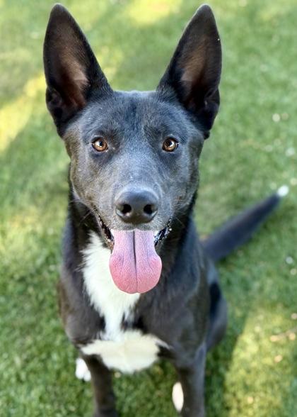 Enlarge Lefty, a Adoptable mixed breed in Red Bluff, CA image 1/3