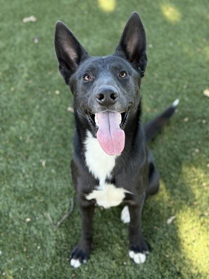 Enlarge Lefty, a Adoptable mixed breed in Red Bluff, CA image 2/3