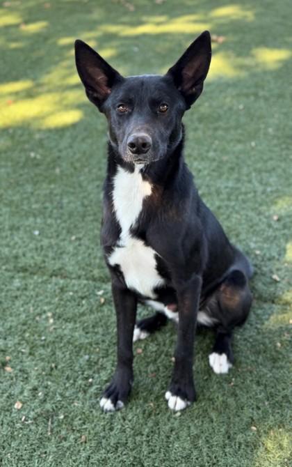 Enlarge Lefty, a Adoptable mixed breed in Red Bluff, CA image 3/3