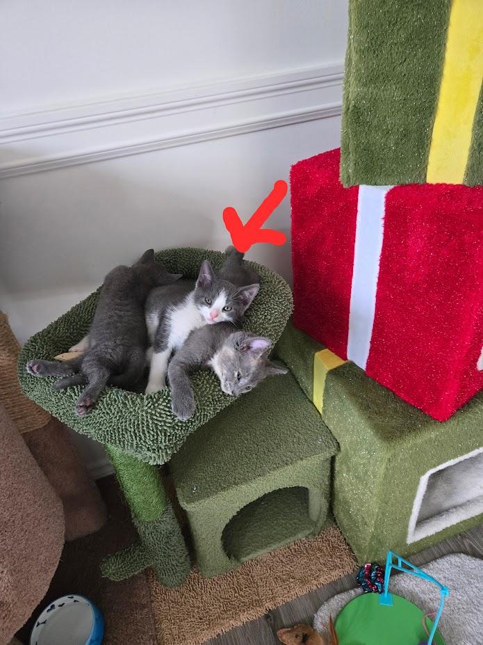 Enlarge Bear, a Adopted Domestic Short Hair in Brantford, ON image 4/5