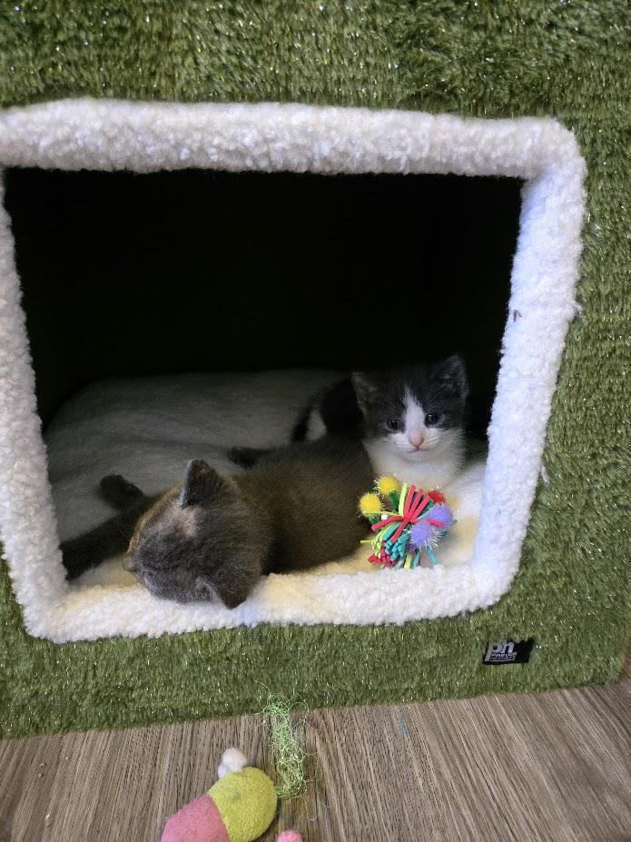 Enlarge Bear, a Adopted Domestic Short Hair in Brantford, ON image 2/5