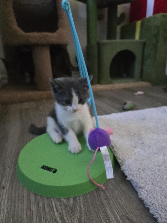 Enlarge Bear, a Adopted Domestic Short Hair in Brantford, ON image 1/5