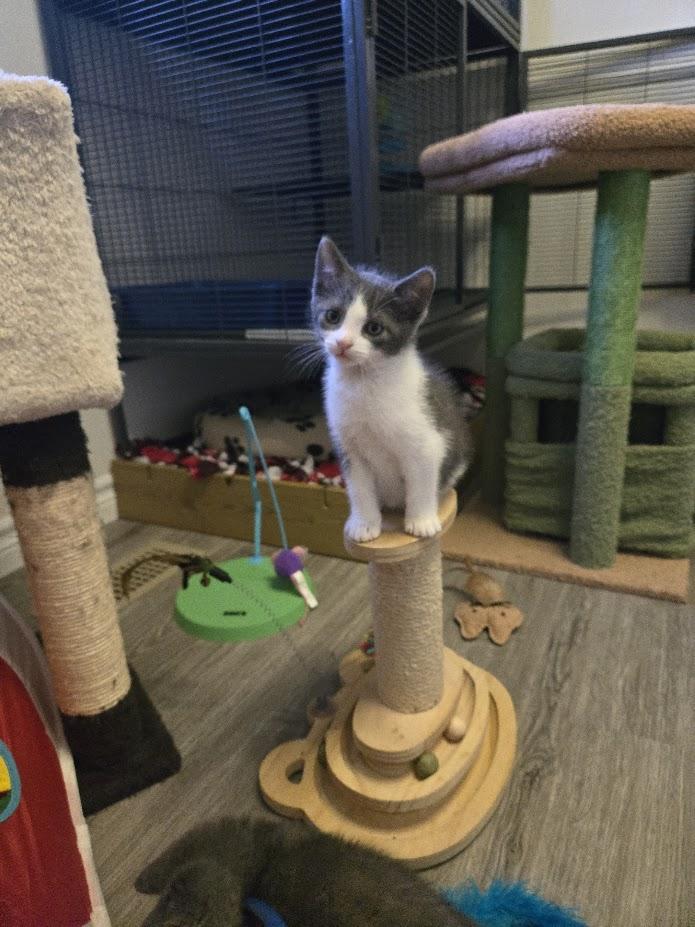 Enlarge Bear, a Adopted Domestic Short Hair in Brantford, ON image 3/5