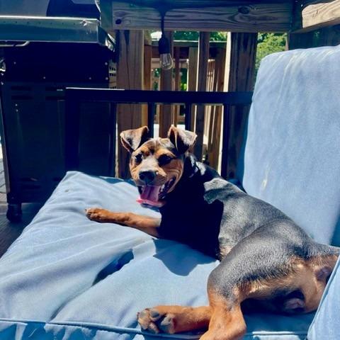 Enlarge Pat Benatar (In Foster), a Adoptable Mixed Breed in Marshall, VA image 1/4
