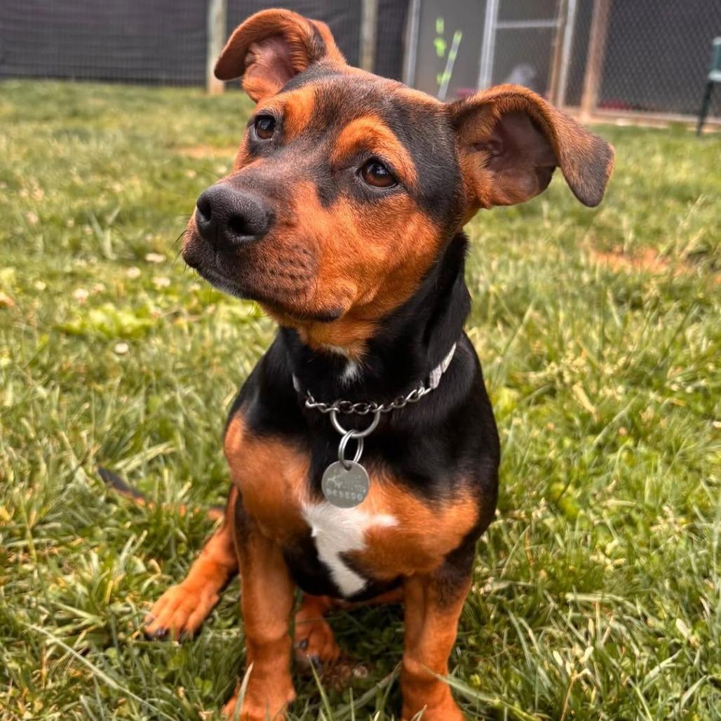 Enlarge Pat Benatar (In Foster), a Adoptable Mixed Breed in Marshall, VA image 2/4