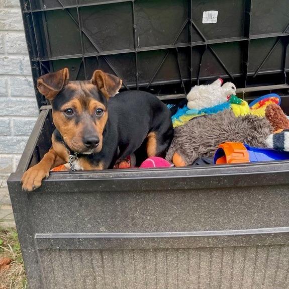 Enlarge Pat Benatar (In Foster), a Adoptable Mixed Breed in Marshall, VA image 3/4