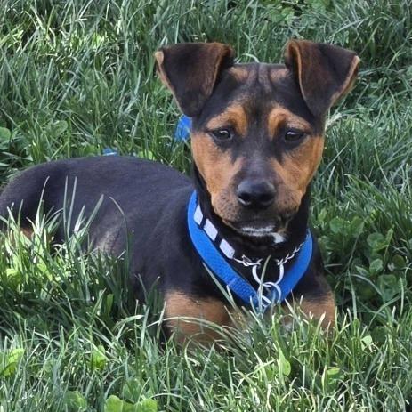 Enlarge Pat Benatar (In Foster), a Adoptable Mixed Breed in Marshall, VA image 4/4